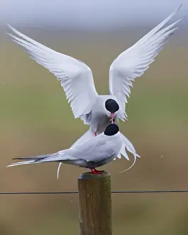 Arctic Tern Drucke: Arctic Tern