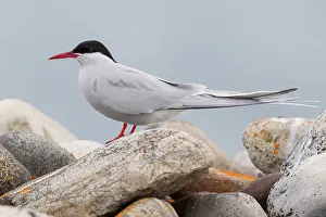 Nature Images Drucke: Arctic Tern