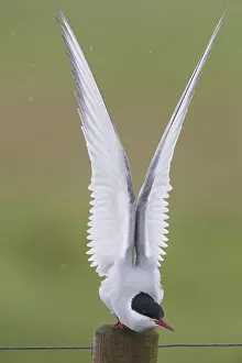 Wildlife Animals Drucke: Arctic Tern
