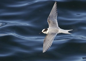 Wildlife In Iceland Drucke: Arctic Tern, Sterna paradisaea