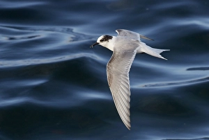 Wildlife In Iceland Drucke: Arctic Tern, Sterna paradisaea