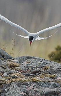 Sterna Paradisaea Images Drucke: Arctic Tern, Sterna paradisaea