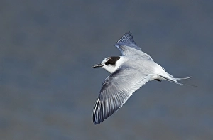 Sterna Paradisaea Images Drucke: Arctic Tern, Sterna paradisaea
