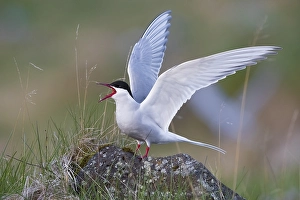 Icelandic Bird Life Drucke: Arctic Tern, Sterna paradisaea