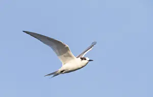 Arctic Tern In Flight Drucke: Arctic Tern, Sterna paradisaea