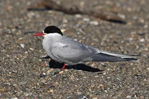 Arctic Tern Habitat Drucke: Arctic Tern Sterna paradisaea