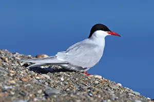Arctic Tern Habitat Drucke: Arctic Tern Sterna paradisaea