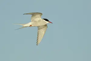 Arktische Sturmmöwe, Sterna paradisaea
