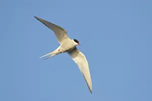 Seward Peninsula Wildlife Drucke: Arctic Tern, Sterna paradisaea