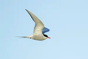 In Flight Bird Photography Tips Drucke: Arctic Tern, Sterna paradisaea