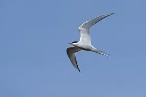 Blue Sky Nature Drucke: Arctic Tern, Sterna paradisaea
