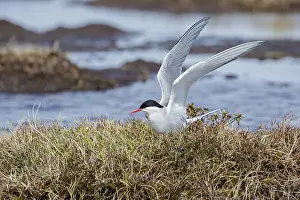 Arctic Nature Scenes Drucke: Arctic Tern, Sterna paradisaea