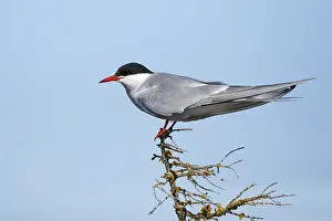 Arctic Tern Habitat Drucke: Arctic Tern, Sterna paradisaea