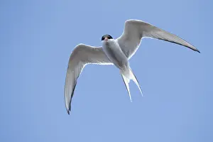 Arctic Birds Drucke: Arctic Tern, Sterna paradisaea