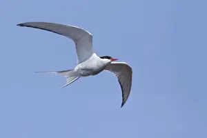 Blue Sky Wildlife Scene Drucke: Arctic Tern, Sterna paradisaea