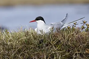 Arktische Buntstelze, Sterna paradisaea