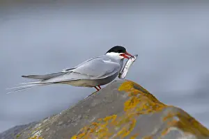 Wildlife In North America Drucke: Arctic Tern, Sterna paradisaea