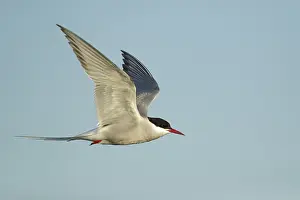 Blue Sky Wildlife Images Drucke: Arctic Tern, Sterna paradisaea