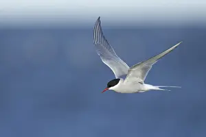 In Flight Bird Images Drucke: Arctic Tern, Sterna paradisaea