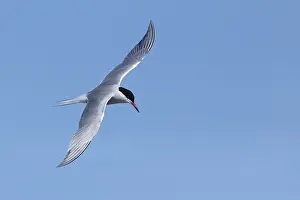 Wild Animals In Flight Drucke: Arctic Tern, Sterna paradisaea