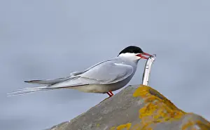 Arctic Tern Habitat Drucke: Arctic Tern, Sterna paradisaea