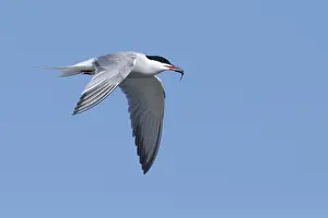 Blue Sky Backgrounds Drucke: Arctic Tern, Sterna paradisaea