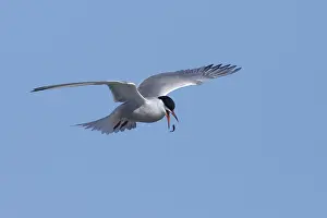 Arctic Tern In Flight Drucke: Arctic Tern, Sterna paradisaea