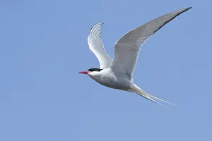 Blue Sky Backgrounds Drucke: Arctic Tern, Sterna paradisaea