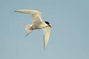 North America Wild Animals Drucke: Arctic Tern, Sterna paradisaea