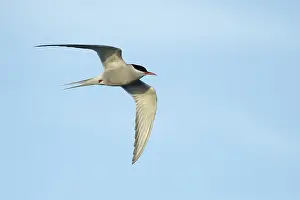 Blue Bird Species Drucke: Arctic Tern, Sterna paradisaea