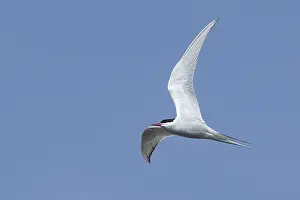Sterna Paradisaea Images Drucke: Arctic Tern, Sterna paradisaea