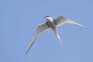 Blue Sky Birds Drucke: Arctic Tern, Sterna paradisaea