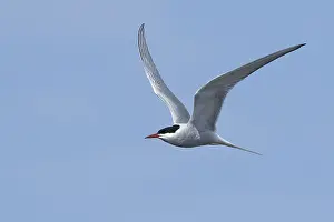 Blue Sky Wildlife Scene Drucke: Arctic Tern, Sterna paradisaea