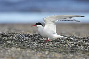 Arctic Tern Nesting Site Drucke: Arctic Tern, Sterna paradisaea