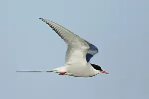 Arctic Tern In Flight Drucke: Arctic Tern, Sterna paradisaea