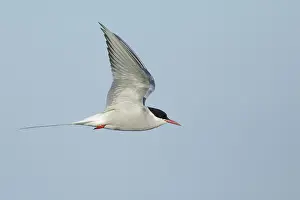 Flying Wildlife Drucke: Arctic Tern, Sterna paradisaea