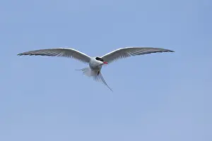Arktischer Bussard, Sterna paradisaea