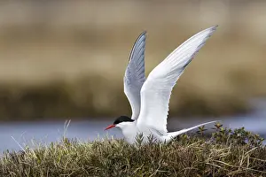 Migratory Birds Drucke: Arctic Tern, Sterna paradisaea