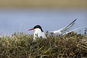 Migratory Bird Species Drucke: Arctic Tern, Sterna paradisaea