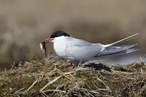 Arctic Tern Habitat Drucke: Arctic Tern, Sterna paradisaea