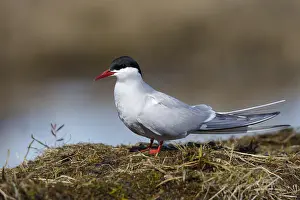Migratory Bird Species Drucke: Arctic Tern, Sterna paradisaea