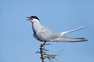 Arktische Sturmtaube, Sterna paradisaea