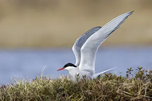 Nature Photography Canada Drucke: Arctic Tern, Sterna paradisaea
