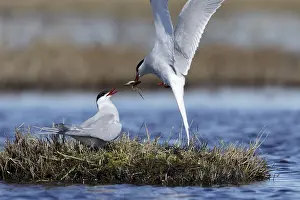 Canadian Nature Reserves Drucke: Arctic Tern, Sterna paradisaea