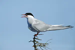 Arctic Tern Habitat Drucke: Arctic Tern, Sterna paradisaea