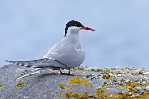 Summer Plumage Drucke: Arctic Tern, Sterna paradisaea