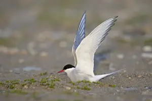 Arctic Tern Nesting Site Drucke: Arctic Tern, Sterna paradisaea