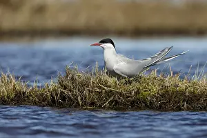 Arctic Tern Habitat Drucke: Arctic Tern, Sterna paradisaea