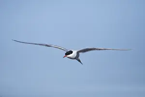 Blue Sky Nature Scenes Drucke: Arctic Tern, Sterna paradisaea