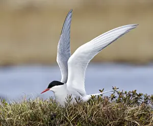 Migratory Birds Drucke: Arctic Tern, Sterna paradisaea